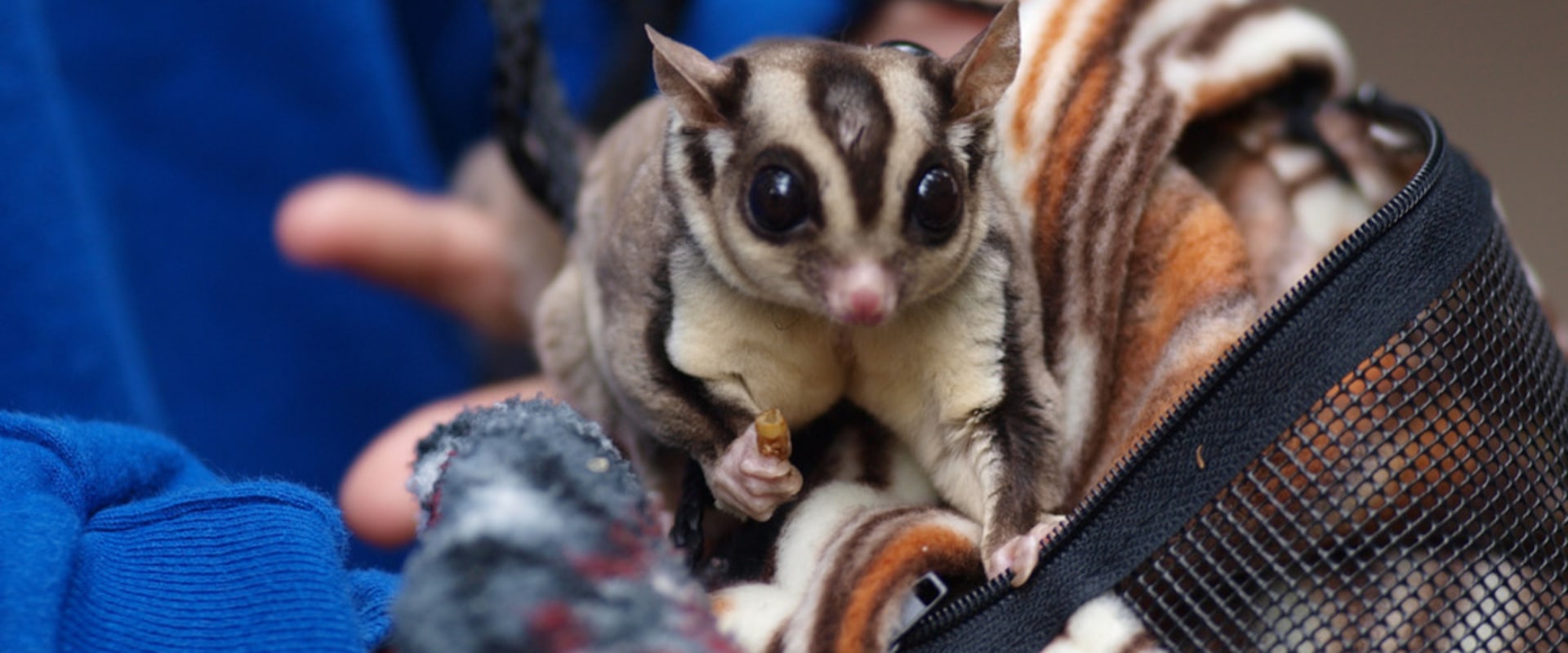 What are the Laws Regarding Owning Exotic Animals in Louisiana?