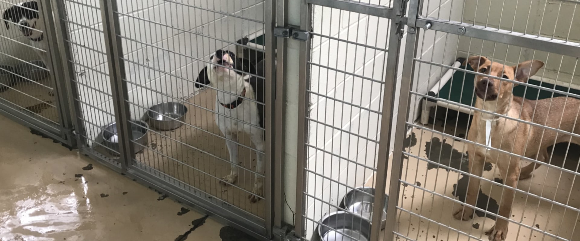 What Services Do Louisiana Animal Shelters Provide?
