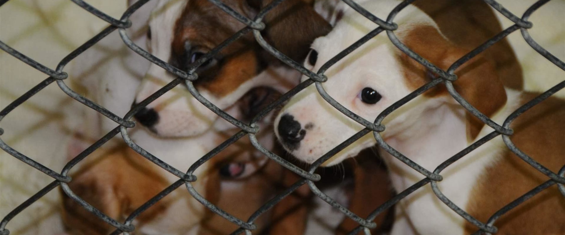 How to Find Upcoming Adoption Events at Your Local Animal Shelter in Louisiana