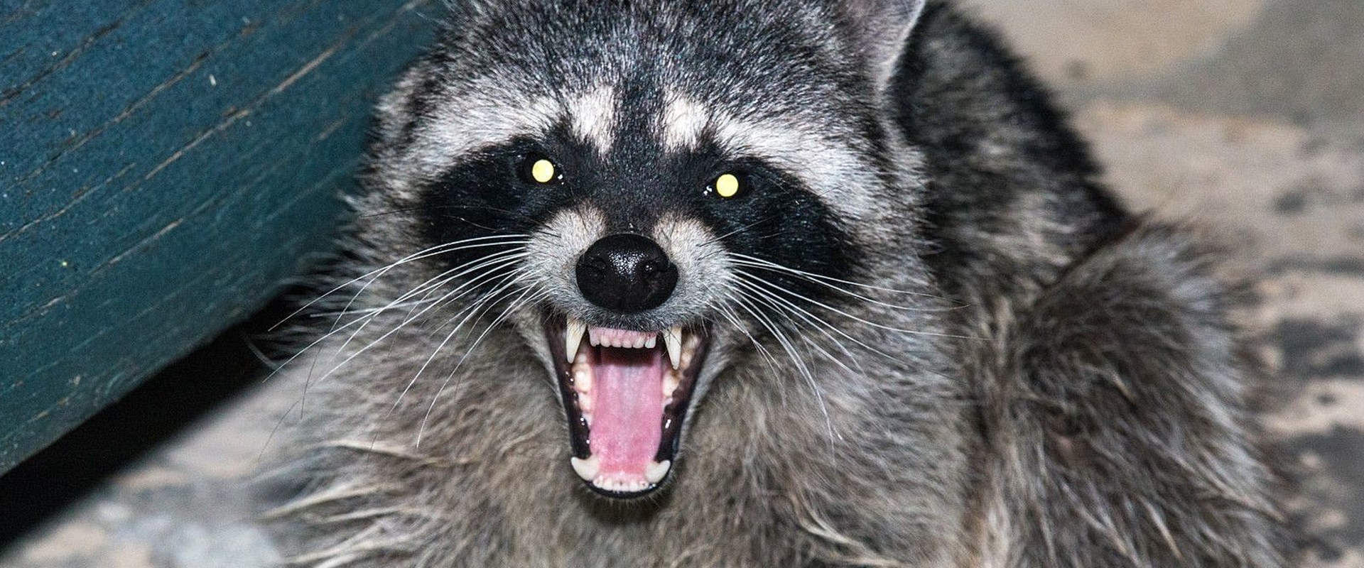 What Are the Laws Regarding Owning Wild Animals as Pets in Louisiana?