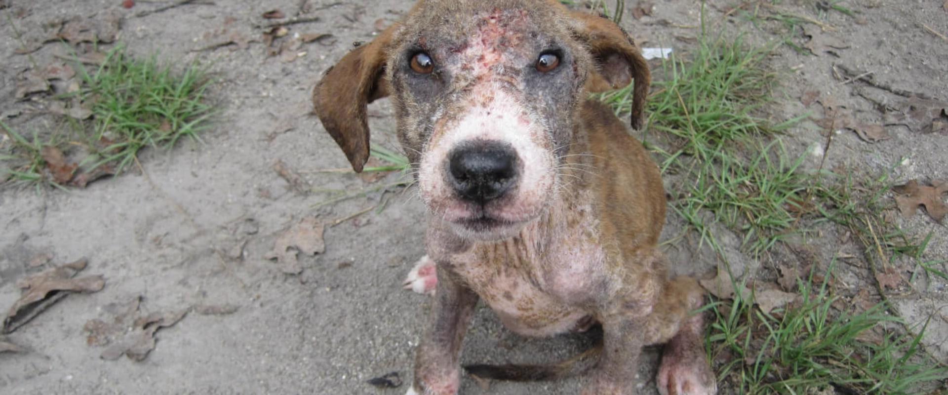 Solving the Problem of Overpopulation in Animal Shelters
