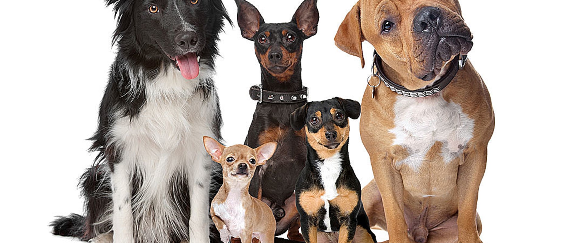 Understanding the Laws of Owning Dangerous Dogs in Louisiana