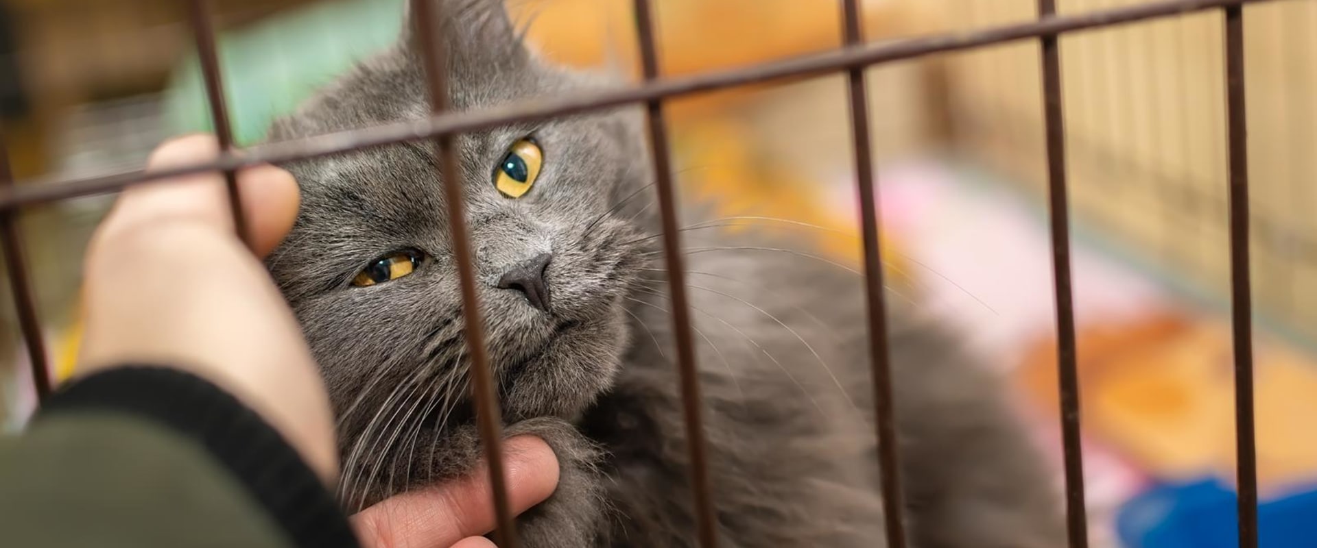 Adopt, Don't Shop: The Importance Of Supporting Louisiana Animal Shelters