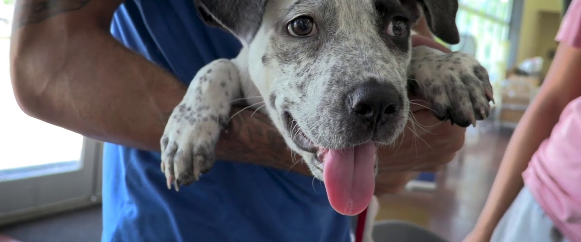 Finding a Lost Pet's Owner in Louisiana: A Guide