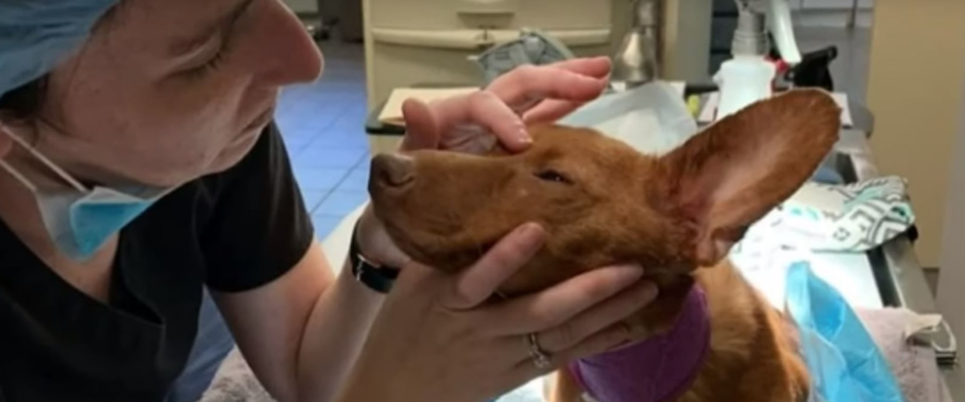 How to Report Animal Abuse and Neglect in Louisiana