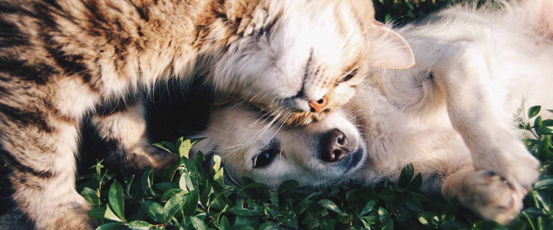 Finding an Animal Shelter in Louisiana: All You Need to Know