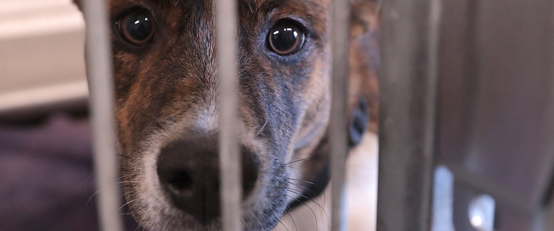 What Are the Requirements for Fostering an Animal in Louisiana?