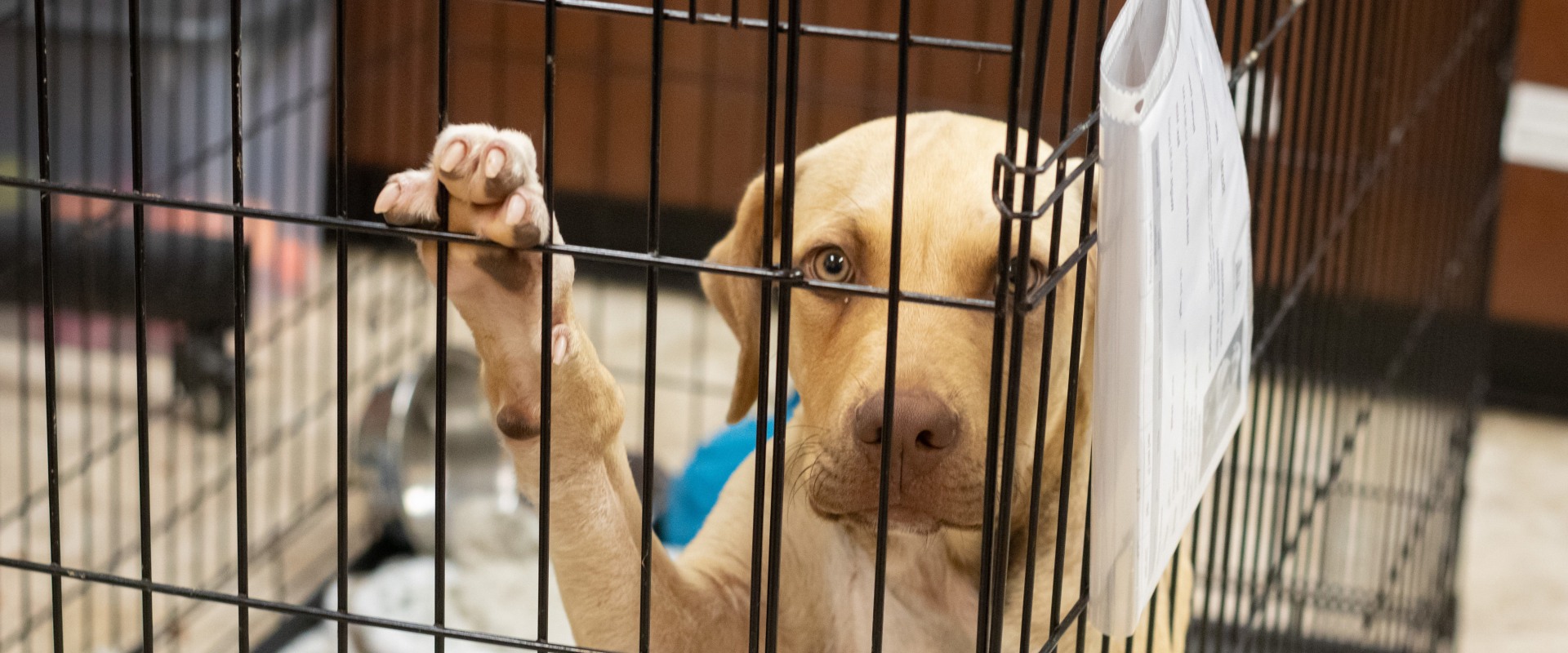 The Challenges Facing Local Animal Shelters and How to Help