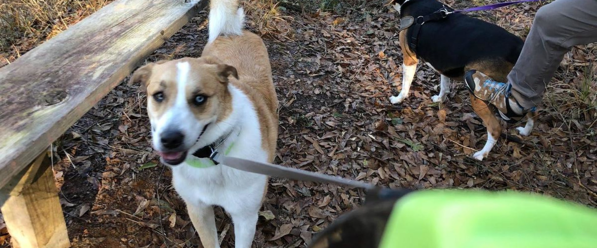 Explore Louisiana's Pet-Friendly Hiking Trails