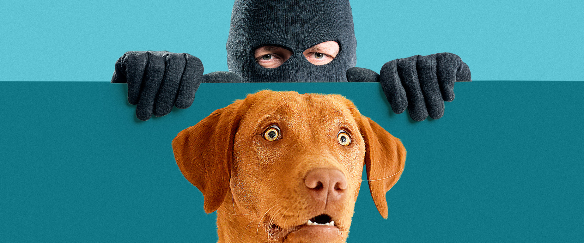 How to Find a Lost Pet in Louisiana: A Comprehensive Guide