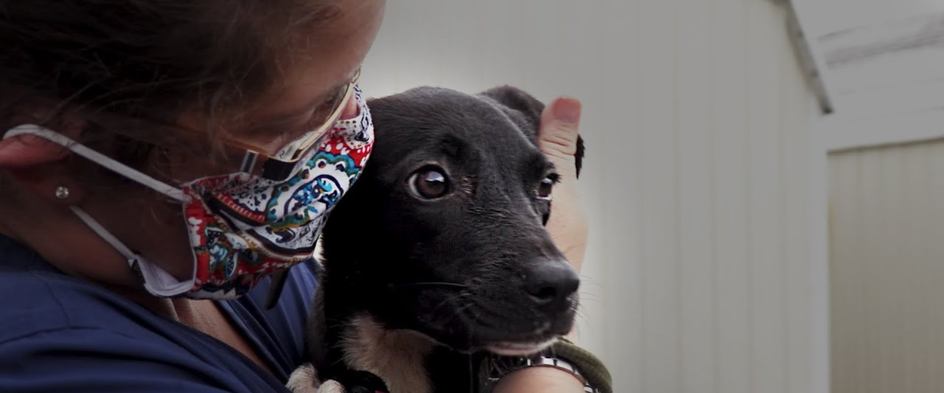 Transporting Animals to Louisiana Animal Shelters: A Guide for Pet Owners