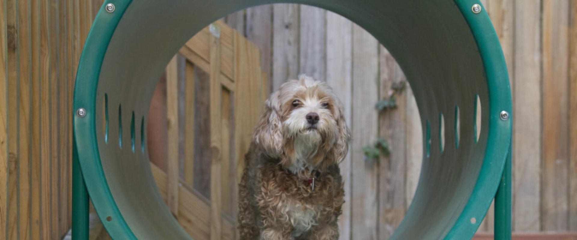 How to Make a Difference for Homeless Animals in Louisiana