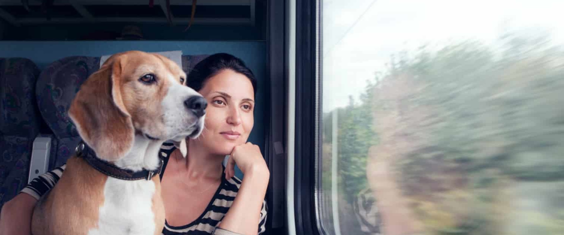Pet-Friendly Public Transportation Options in Louisiana