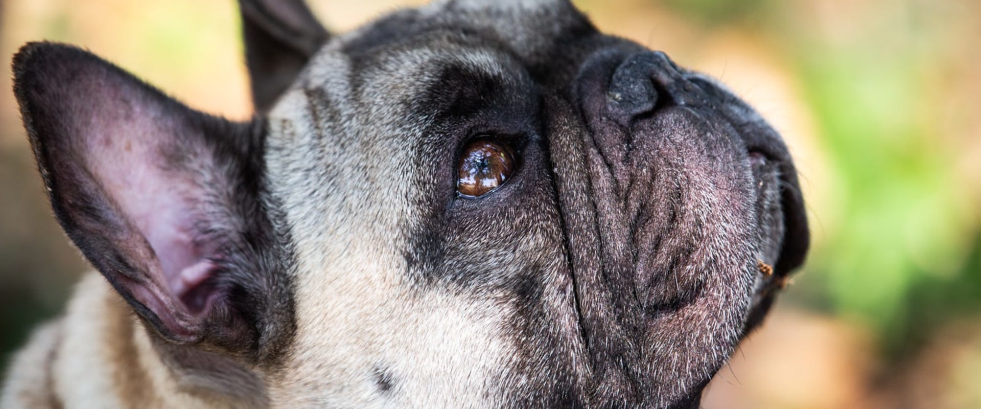 No-Kill Animal Shelters in Louisiana: A Comprehensive Guide