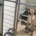 What Services Do Louisiana Animal Shelters Offer?