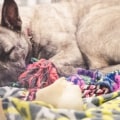 8 Ways to Help Animals in Shelters