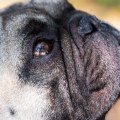 No-Kill Animal Shelters in Louisiana: A Comprehensive Guide