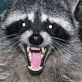 What Are the Laws Regarding Owning Wild Animals as Pets in Louisiana?