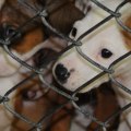 Adopting a Pet from Louisiana Animal Shelters: A Comprehensive Guide