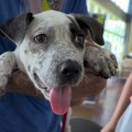 Finding a Lost Pet's Owner in Louisiana: A Guide