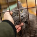 Adopting a Pet in Louisiana: Find the Perfect Dog for Your Family