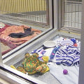How Louisiana Animal Shelters Are Providing Veterinary Care To Homeless Pets