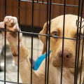 The Challenges Facing Local Animal Shelters and How to Help
