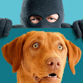What Types of Animals Do Louisiana Animal Shelters Accept?