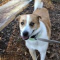 Explore Louisiana's Pet-Friendly Hiking Trails