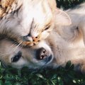 Adopt a Pet in Louisiana: Take Paws Rescue