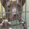 What Types of Animals Do Louisiana Animal Shelters Accept?