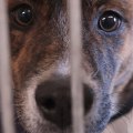 Animal Shelters in Louisiana: A Comprehensive Guide to Finding Your Furry Friend