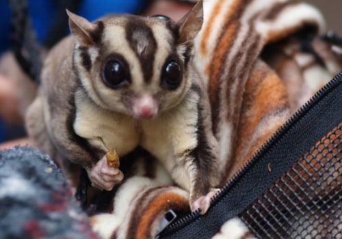 What are the Laws Regarding Owning Exotic Animals in Louisiana?