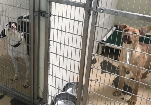 What Services Do Louisiana Animal Shelters Offer?