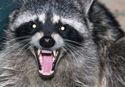 What Are the Laws Regarding Owning Wild Animals as Pets in Louisiana?