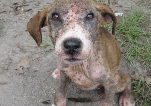 Solving the Problem of Overpopulation in Animal Shelters