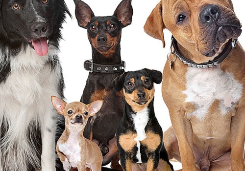 Understanding the Laws of Owning Dangerous Dogs in Louisiana