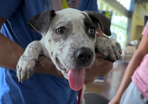 Finding a Lost Pet's Owner in Louisiana: A Guide