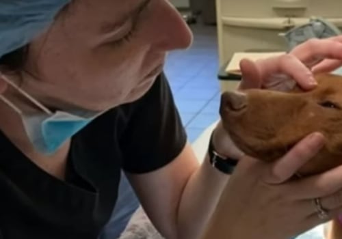 How to Report Animal Abuse and Neglect in Louisiana