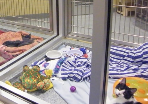 How Louisiana Animal Shelters Are Providing Veterinary Care To Homeless Pets