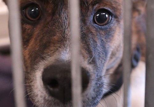 What Are the Requirements for Fostering an Animal in Louisiana?