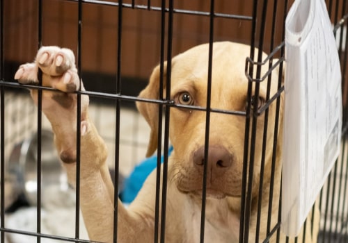 The Challenges Facing Local Animal Shelters and How to Help