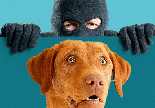 What Types of Animals Do Louisiana Animal Shelters Accept?