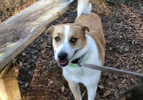 Explore Louisiana's Pet-Friendly Hiking Trails