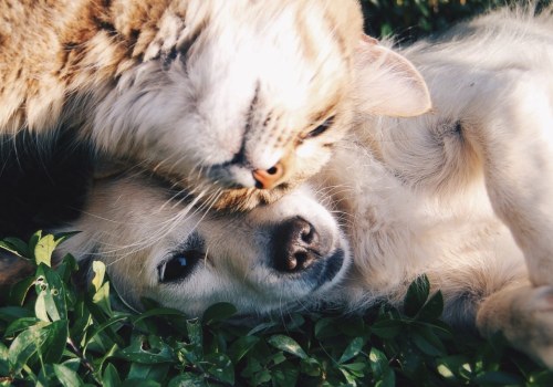 Adopt a Pet in Louisiana: Take Paws Rescue