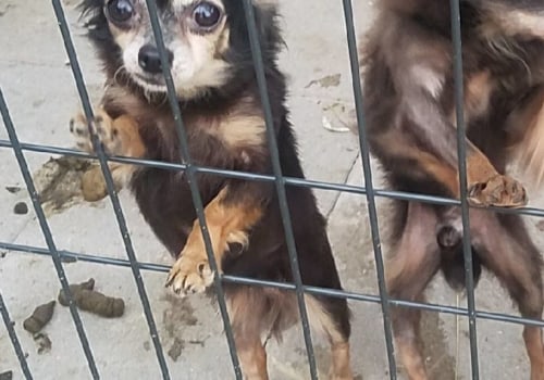 Animal Shelters in Louisiana: A Comprehensive Guide