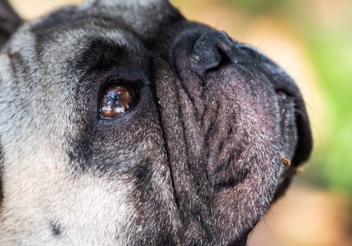 No-Kill Animal Shelters in Louisiana: A Comprehensive Guide